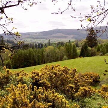 Yellow gorse growing beside a field, trees and a hill