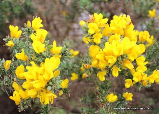 Ulex or yellow gorse flowers
