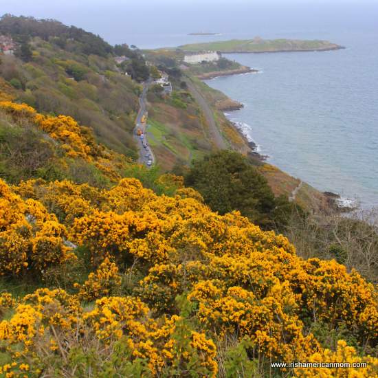 Yellow gorse or furze above Vico Road from Killiney Hill | Irish American Mom Yellow gorse on a cliff over the ocean and a road