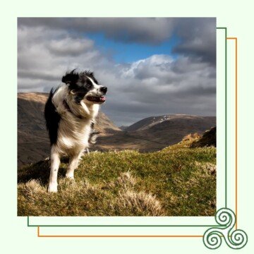 Sheep dog on a mountain
