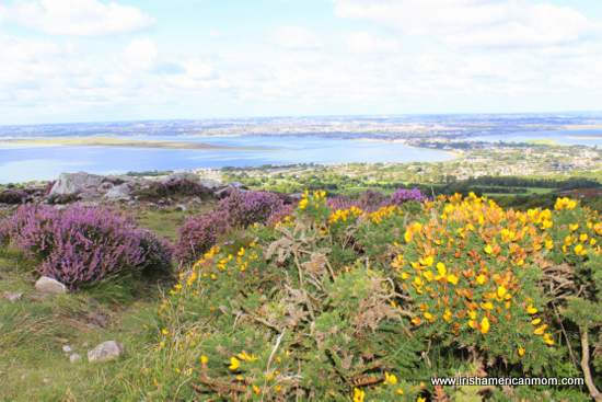 Heather and gorse on Howth Head | Irish American Mom Heather and gorse on Howth Head