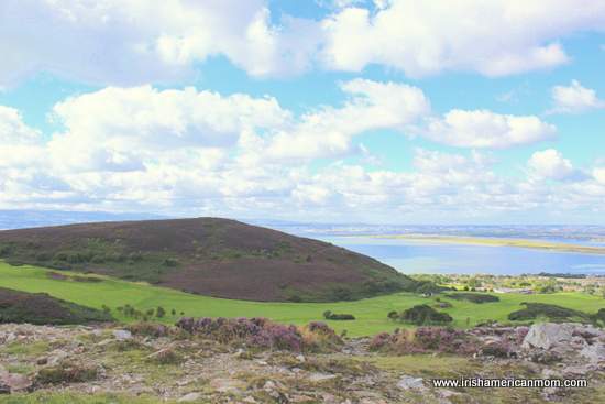 Heather covering Howth Hill | Irish American Mom Heather covering Howth Hill
