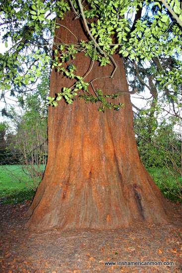 Redwood Tree in Corkagh Park | Irish American Mom Redwood Tree in Corkagh Park