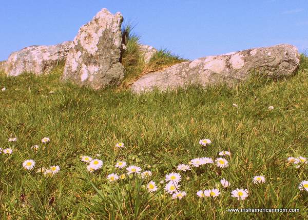 Daisies beneath the rocks in Ireland