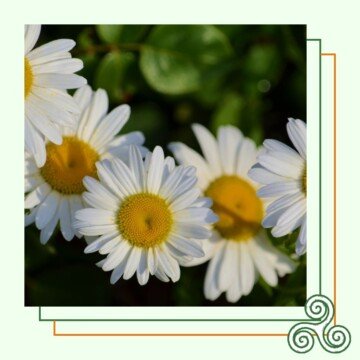 Daisies on a graphic with a Celtic knot