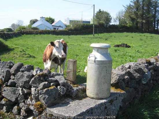 Cow looking at a milk churn on a churn stand in Ireland