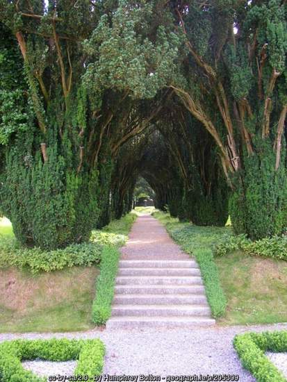 A path and steps surrounded by trees