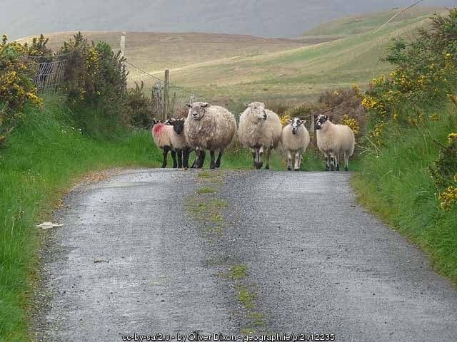 Irish Traffic Jam - sheep on a country road | Irish American Mom Irish sheep on country roads