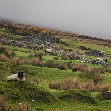 Sheep in a mountain field