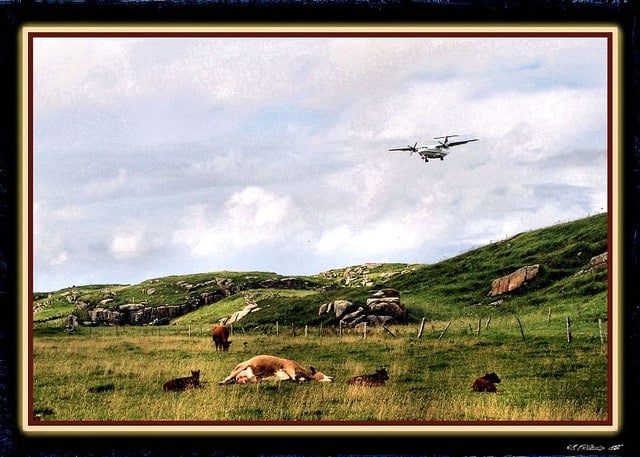 a-cow-resting-as-an-airplane-approaches-to-land-at-donegal-airport-in-carrickfin | Irish American Mom A plane flying over a field