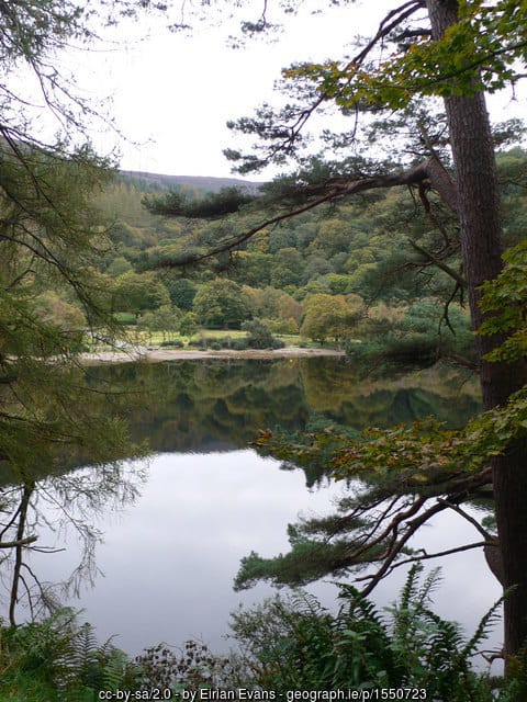 Trees and woods around a lake