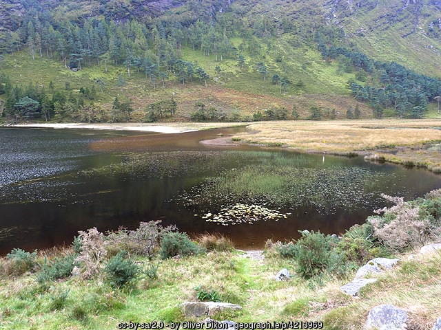 A body of water surrounded by trees