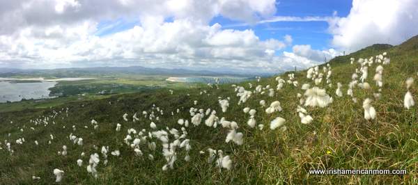 A field of bog cotton on a Donegal hillside | Irish American Mom Bog cotton growing in an Irish field high on a hillside