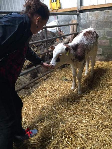 Anne Driscoll with an Irish calf | Irish American Mom A person reaching out to a calf in a pen