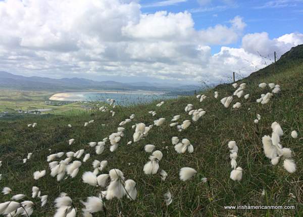 Bog cotton blowing in the sea breeze | Irish American Mom Bog cotton or cotton grass dotted on an Irish hillside