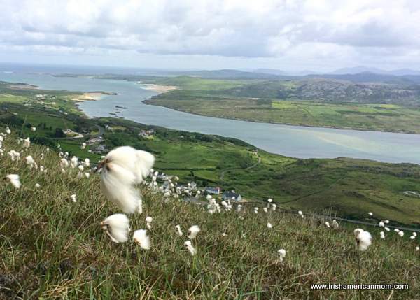 Bog cotton growing on an Irish mountain | Irish American Mom White wild cotton growing on a hill looking out over an ocean inlet