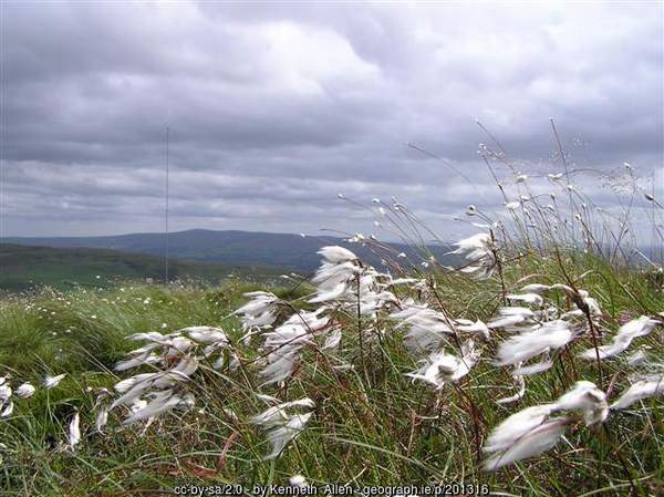 Bog Cotton in Northern Ireland | Irish American Mom A flock of birds standing on top of a grass covered field