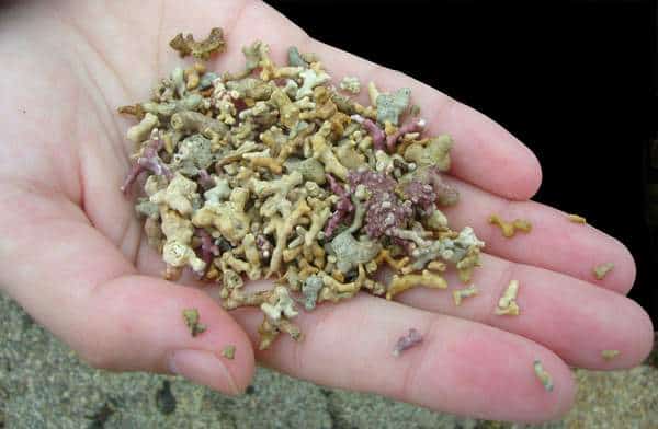 Coral Fragments found on a coral beach near Carraroe, County Galway | Irish American Mom Handful of coral fragments
