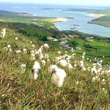 Wild white flowers on a hillside overlooking the ocean