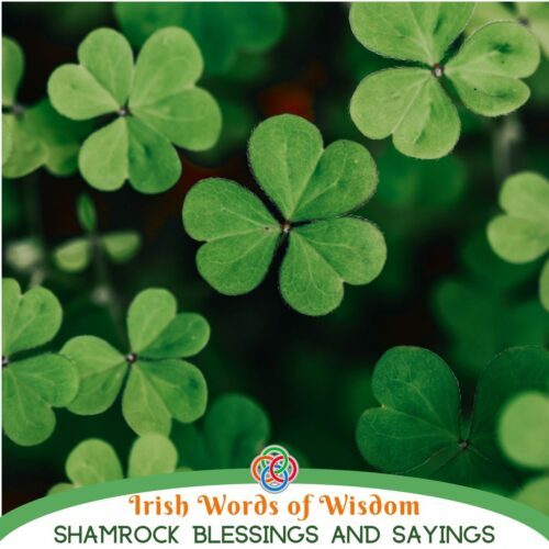 Close-up image of green shamrock leaves with the text 