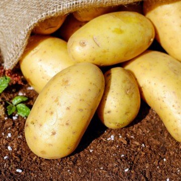 Potatoes falling out of a sack onto the dirt