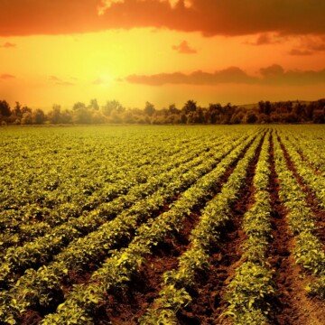 Sunset over a field of potato plants
