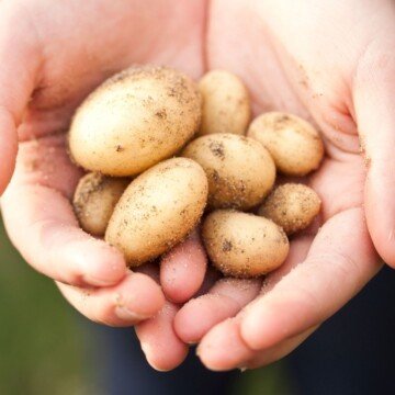 small potatoes held in the palms of a person's hands