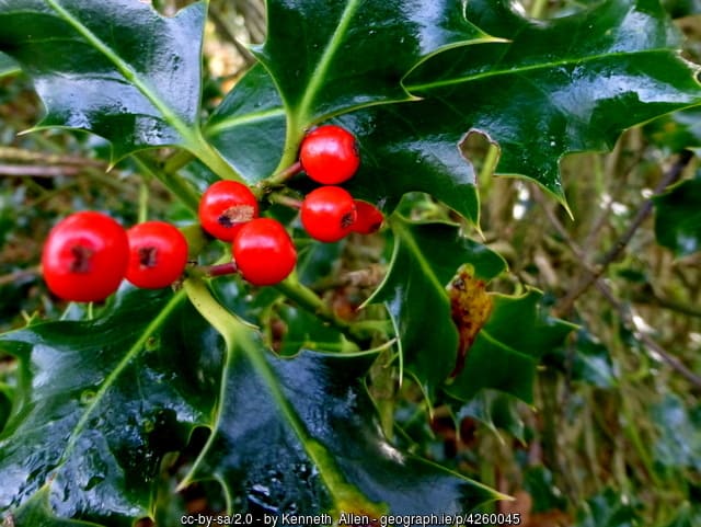 A close up of a holly tree with red fruit berries