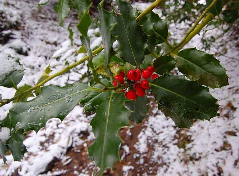European holly with berries in the snow | Irish American Mom Red berries of holly in the snow