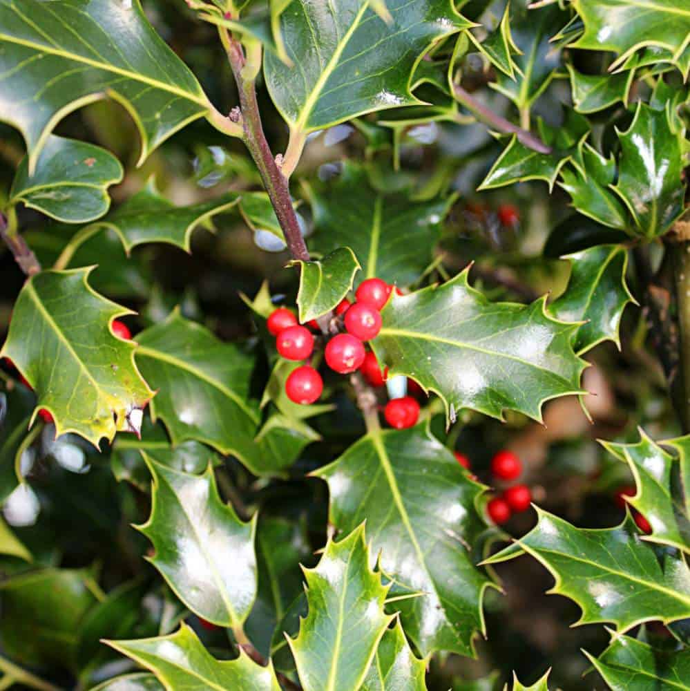 Holly with berries growing in Ireland | Irish American Mom Holly berries on a branch beside spike holly leaves