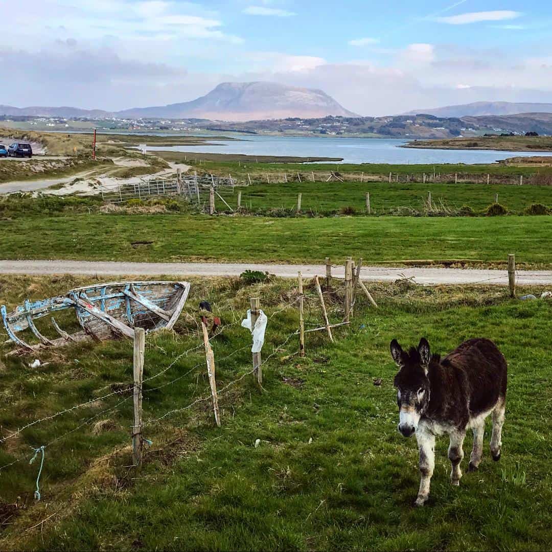 View of Muckish Mountain in County Donegal | Irish American Mom A donkey in an Irish field on the Wild Atlantic Way