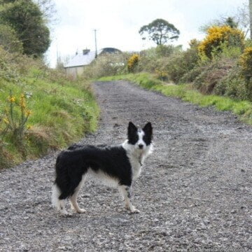 Dog on a gravel road