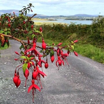 Wild red fuchsia growing in a hedgerow