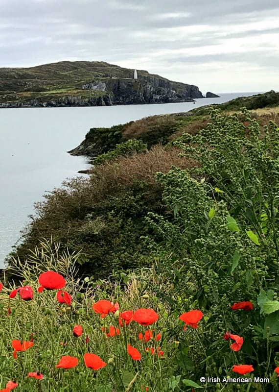 Poppies growing on Sherkin Island | Irish American Mom A body of water by a shore with red poppies growing in the foreground