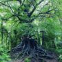 Strong Roots And HOME: Irish Trees And A Giveaway From My Irish Jeweler