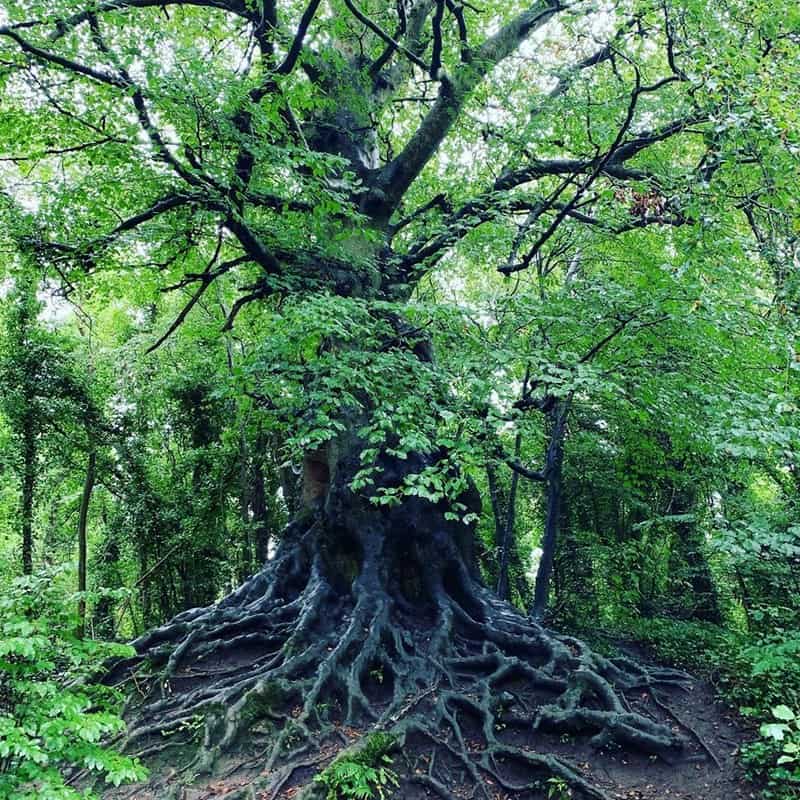 Complex root system beneath an old native Irish tree
