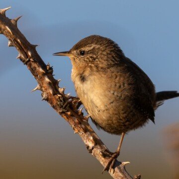 A bird on a branch