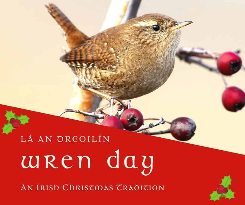 Lá an Dreoilín - Wren Day | Irish American Mom A wren on a branch with red berries symbolizing the Irish tradition of Wren Day