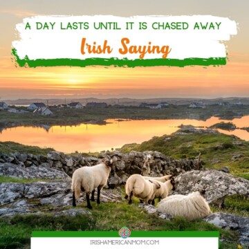 Sheep by a lake at sunset with text banner