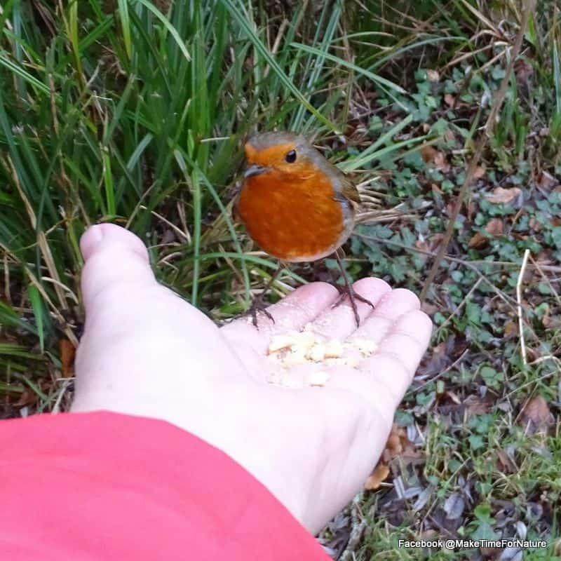 Pet robin perched on a hand at Doneraile Park County Cork from Make Time For Nature on Facebook | Irish American Mom A bird sitting on an outstretched hand