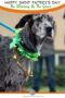 Irish wolfhound with a green collar and a text banner