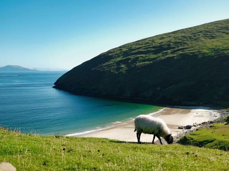 A white sheep grazing on a green slope over a sandy beach