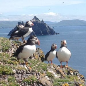 Black and white puffins standing on the edge of a cliff off the coast of Ireland