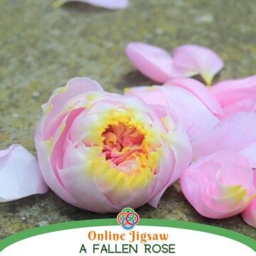 A pink fallen rose with petals and text banner