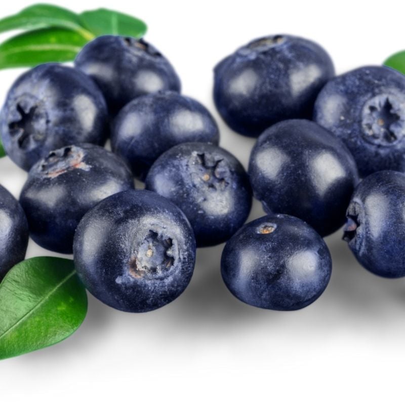 Bilberries are similar to blueberries | Irish American Mom Blue bilberries with leaves against a white background