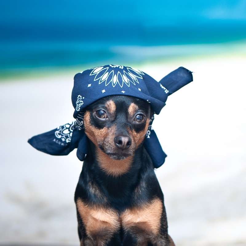 Dog wearing a pirate style bandana | Irish American Mom A black and brown dog wearing a navy blue bandana on its head
