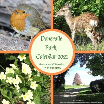 Collage featuring a robin, a doe and fawn, primroses and a tree framed by other trees