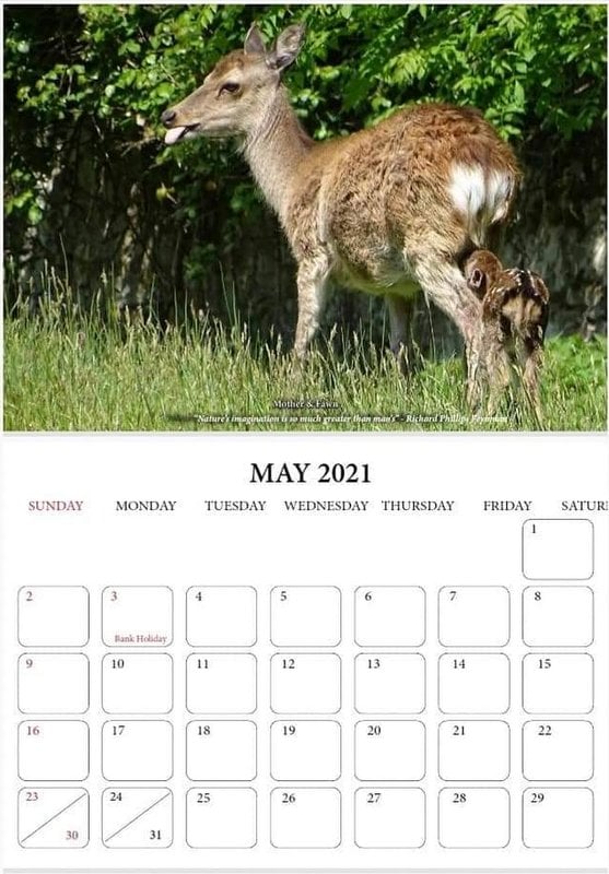 Mother deer and fawn on a calendar page for Doneraile Park Calendar 2021 | Irish American Mom A mother deer with a suckling fawn in green grass on a calendar page