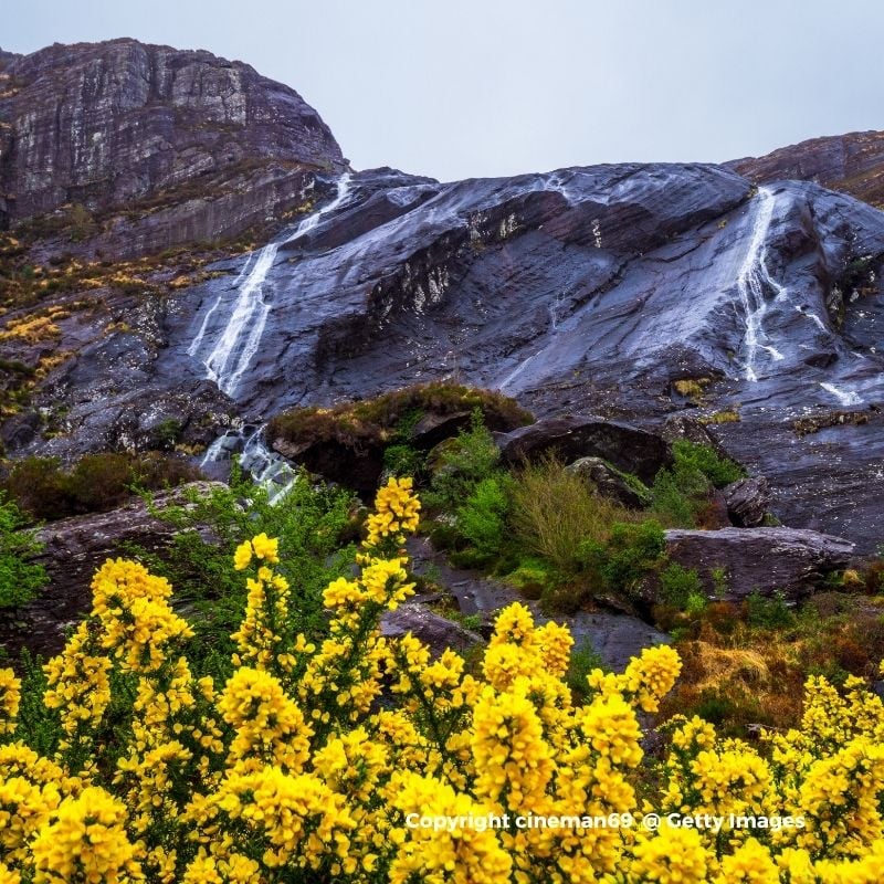 Waterfall on a mountain with yellow flowers in the foreground