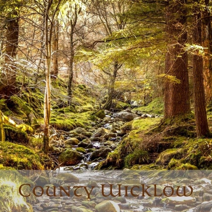Ancient forests in County Wicklow Ireland | Irish American Mom Trees beside a mountain stream with text overlay